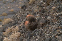 Homalocephala polycephala