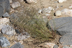 Pogonarthria fleckii