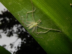 Gnathopalystes taiwanensis