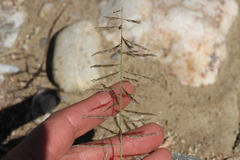 Pogonarthria fleckii