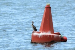 Phalacrocorax nigrogularis
