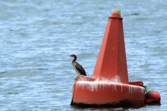 Phalacrocorax nigrogularis