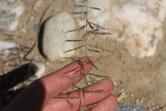 Pogonarthria fleckii