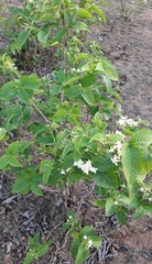 Holarrhena pubescens