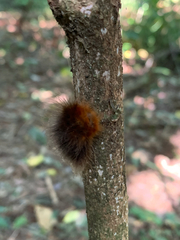 Erebidae