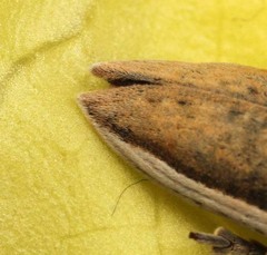 Lixus albomarginatus