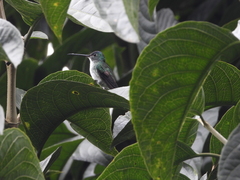 Chalybura buffonii
