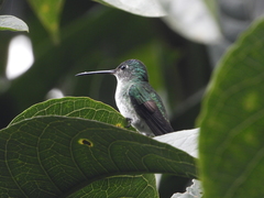 Chalybura buffonii