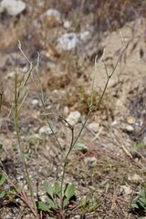 Eriogonum gracile gracile