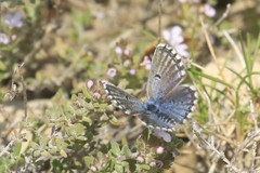 Pseudophilotes panoptes