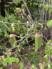 Corylopsis