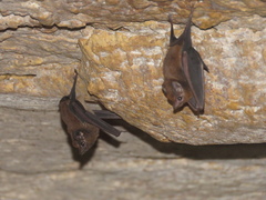 Peropteryx