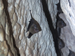 Peropteryx