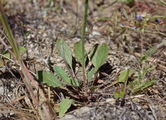 Eriogonum gracile gracile