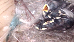 Baeolophus atricristatus