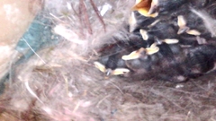 Baeolophus atricristatus