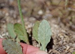 Eriogonum gracile gracile