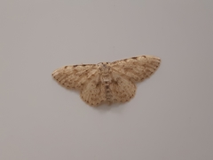 Scopula luridata