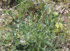 Astragalus calycinus