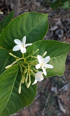 Holarrhena pubescens