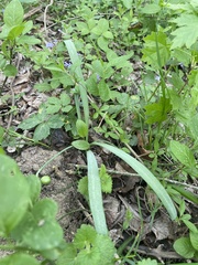 Galanthus alpinus