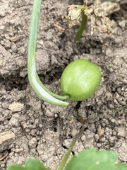 Galanthus alpinus