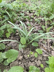 Galanthus alpinus