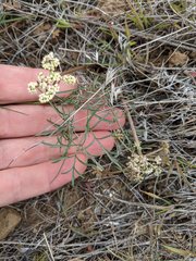 Lomatium geyeri