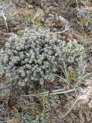 Eriogonum thymoides