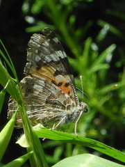 Vanessa cardui
