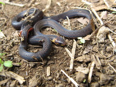 Atractus collaris