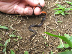Atractus collaris