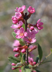 Prunus incana