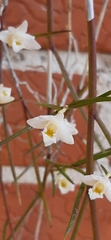 Dendrobium equitans
