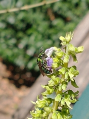 Augochlorini