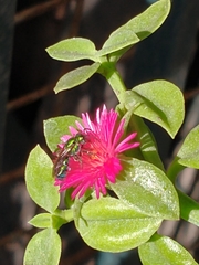 Augochlorini