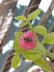 Augochlorini