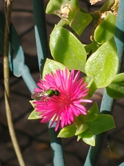 Augochlorini