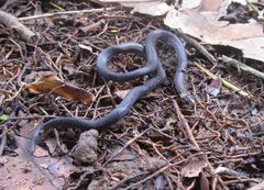 Atractus collaris