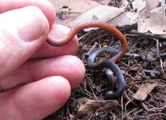Atractus collaris