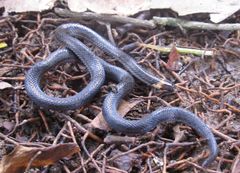 Atractus collaris