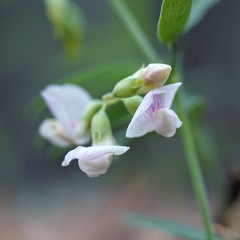 Lathyrus graminifolius