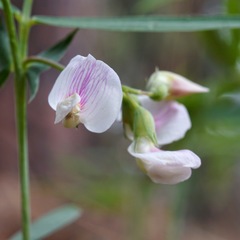 Lathyrus graminifolius