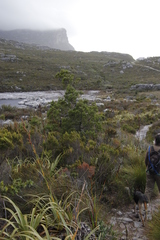 Widdringtonia nodiflora