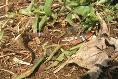 Atractus elaps