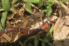 Atractus elaps