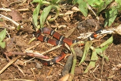 Atractus elaps