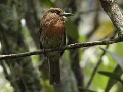 Malacoptila mystacalis