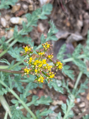Cymopterus longipes
