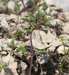 Clinopodium graveolens